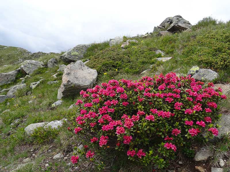 Rauchkofel